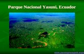 Parque Nacional Yasuni, Ecuador .