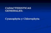 CARACTERISTICAS GENERALES: Cyanophyta y Chlorophyta.