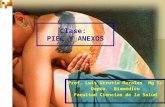 1 Prof. Luis Urrutia Morales Mg Sc Depto. Biomédico Facultad Ciencias de la Salud Clase: PIEL Y ANEXOS.