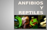 Los anfibios son una Clase de vertebrados anamniotas (sin amnios, como los peces), tetrápodos, ectotérmicos, con respiración branquial durante la fase.