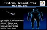 Sistema Reproductor Masculino UNIVERSIDAD DE LAS CIENCIAS MEDICAS Elaborado por: Rodrigo Llamosas Meza Evelyn Ugalde Madrigal Angélica Varela Alfaro Fabiola.