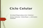 Ciclo Celular Unidad Reproducción Celular: Ciclo Celular: Interfase y división Celular.