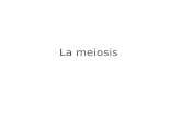 La meiosis. La meiosis es un tipo de división reduccional, ya que a partir de una célula madre diploide (con 2n cromosomas se forman cuatro células hijas.