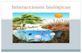 Interacciones biológicas. Niveles de organización de los seres vivos Especie población comunidad ecosistema.