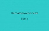 Hematopoyesis fetal BCM II. Células sanguíneas La formación de las células sanguíneas se inicia entre la segunda y tercera semana del desarrollo, en la.