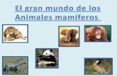 Animales mamiferos breve video Ilustraciones de animales mamíferos ¿Sabes acerca de los animales mamíferos? ¿Sabias que estos animales son vertebrados?