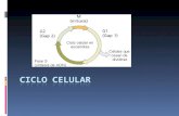 Ciclo celular  El ciclo celular es un conjunto ordenado de sucesos que conducen al crecimiento de la célula y la división en dos células hijas.crecimientocéluladivisión.