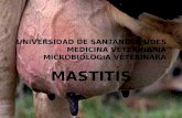 UNIVERSIDAD DE SANTANDER UDES MEDICINA VETERINARIA MICROBIOLOGIA VETERINARA MASTITIS.