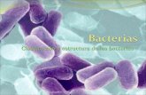 Masiel Galleguillos - Bacterias1 Clasificación y estructura de las bacterias.