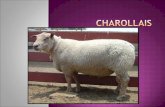 El Charollais es una raza de ovejas domésticas procedentes de Francia. Se ha exportado a nivel internacional, y se utiliza comúnmente en el Reino Unido.