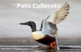Haga clic para modificar el estilo de subtítulo del patrón Pato Cullerete Christian Gil Dacosta.