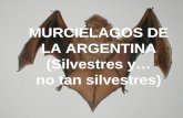 MURCIÉLAGOS DE LA ARGENTINA (Silvestres y… no tan silvestres)