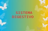 Sistema Digestivo Es un conjunto de órganos que constituyen el tubo digestivo, los cuales son: Boca Faringe Esófago Estómago, Intestino delgado Intestino.