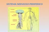 SISTEMA NERVIOSO PERIFERICO. sistema nervioso somático: voluntario sistema nervioso somático sistema nervioso autónomo o vegetativo: involuntario.sistema.