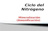 Mineralización (Amonificación).  Elemento esencial para la vida  Gran estabilidad química (triple enlace)  Baja disponibilidad (utilización plantas.