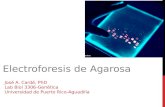 ELECTROFORESIS DE AGAROSA José A. Cardé, PhD Lab Biol 3306-Genética Universidad de Puerto Rico-Aguadilla.