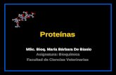 Proteínas MSc. Bioq. María Bárbara De Biasio Facultad de Ciencias Veterinarias Asignatura: Bioquímica.