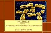 PRÁCTICA 5 Sesión 1 Observación de cromosomas humanos Curso 2007 - 2008.