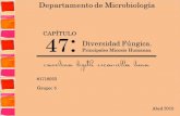 47 : CAPÍTULO Diversidad Fúngica. Principales Micosis Humanas. Carolina Lizeth Escamilla Luna #1718023 Grupo: 5 Departamento de Microbiología Abril 2015.