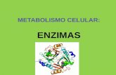 Concepto de metabolismo El metabolismo es el conjunto de reacciones químicas que se producen en el interior de las células y que conducen a la transformación.