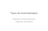 Tipos de invertebrados Profesora Viviana Briceño, Segundo año básico.