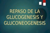 REPASO DE LA GLUCOGENESIS Y GLUCONEOGENESIS RECUERDA La Glucogénesis es la síntesis de glucosa a partir de una glucosa 6 fosfato. La Gluconeogénesis.