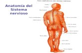 Anatomía del Sistema nervioso. Sensorial PERIFERICO Somático (hacia los Músculos esqueléticos) Autónomo (hacia músculo Liso, cardiaco, glándulas) Motor.
