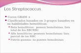 Los Streptococcus Cocos GRAM + Clasificados basados en 3 grupos basados en su habilidades hemolíticas: Beta hemolíticos: poseen hemolisinas, lisis total.