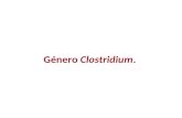 Género Clostridium.. Características generales BGP anaerobios, formadores de esporas. Ubicuos: medio ambiente, FN de animales y hombre. Infecciones de.