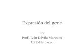 Expresión del gene Por Prof. Iván Dávila Marcano UPR-Humacao.