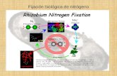 Fijación biológica de nitrógeno. Introducción Aunque el N2 es muy abundante las plantas no pueden asimilarlo. Mediante la FBN los microorganismos que.