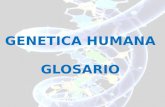 GENETICA HUMANA GLOSARIO. GENETICA HUMANA Alelo Formas alternativas del mismo gen que ocupan una posición idéntica en los cromosomas homólogos y controlan.