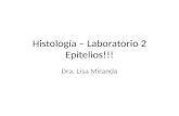 Histología – Laboratorio 2 Epitelios!!! Dra. Lisa Miranda.