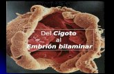 Del Cigoto al Embrión bilaminar. Fecundación Restablecimiento de la condición diploide (2n) Restablecimiento de la condición diploide (2n) Determinación.