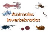 Los animales invertebrados son los que no tienen un esqueleto interno con columna vertebral. Algunos invertebrados tienen cubiertas duras o que protegen.
