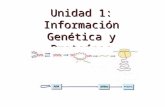 Unidad 1: Información Genética y Proteínas. ¿Qué es el material hereditario? A comienzos del sigo XX, la comparación entre el comportamiento de los cromosomas.