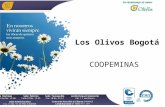 Los Olivos Bogotá ISO 9001 COOPEMINAS. PORQUE LOS OLIVOS? Somos la única compañía con cubrimiento en todo el país apoyada con 8 parques cementerios,11.