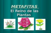 METAFITAS El Reino de las Plantas Características Generales : Eucariota Eucariota Multicelulares Multicelulares Autótrofas Autótrofas.