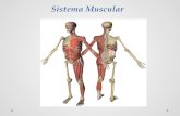 Sistema Muscular. Funciones del Sistema Muscular Movimiento Postura o Tono Muscular Producción de Calor.