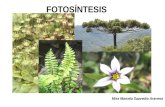 FOTOSÍNTESIS Miss Marcela Saavedra Aravena. Objetivo Explicar en qué consiste el proceso de fotosíntesis como mecanismo de incorporación de materia y.