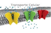 Transporte Celular. ¿Por qué la célula necesita transportar sustancias?