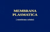 MEMBRANA PLASMATICA ( membrana celular). MEMBRANAS BIOLOGICAS Compartimientos independientes Compartimientos independientes Intercambio selectivo de sustancias.