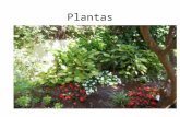 Plantas. Características de las plantas Características No pueden desplazarse Alcanzan grandes alturas Son Autótrofos Tienen rigidez en sus tejidos.