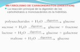 METABOLISMO DE CARBOHIDRATOS (DIGESTION) La reacción principal de la digestión de los carbohidratos a monosacáridos es la hidrólisis.