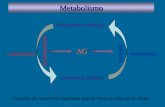 CatabolismoAnabolismo Metabolismo Estructuras complejas Estructuras simples GG DEGRADACION SINTESIS Conjunto de reacciones químicas que se llevan a cabo.