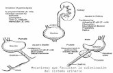 Mecanismos que facilitan la colonización del sistema urinario