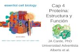 Cap 4  Proteína: Estructura y Función