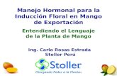 Manejo Hormonal para la Inducción Floral en Mango de Exportación