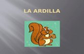 La  Ardilla