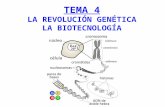 TEMA 4 LA REVOLUCIÓN GENÉTICA LA BIOTECNOLOGÍA